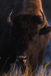 Bison on the Great Plains