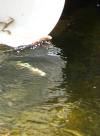 Humpback chub release