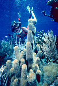 Coral Reef