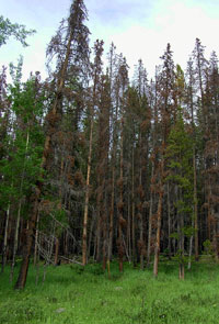Beetle killed trees in the Rocky Mountains