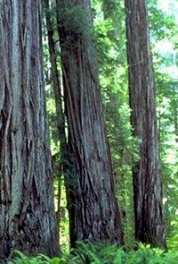 Redwoods