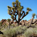 joshua tree