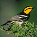 golden-cheeked warbler