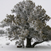 evergreen tree covered in snow