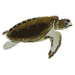 graphic of turtle